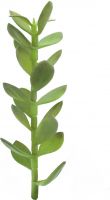 Udsmykning & Dekorationer, Europalms Money tree shoot, artificial plant, 30cm