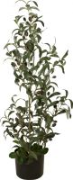 Europalms Olive tree, artificial plant, 90 cm